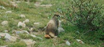 Marmot